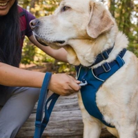 mydogtrainingcollar