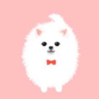 teacup_puppies_NYC