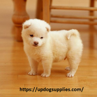 bestdoggate2