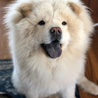 wbestdogbed2