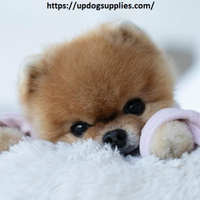 bestdogbeds3