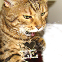 MsBKitty